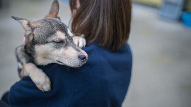 ピースワンコプロジェクト(保護犬事業)