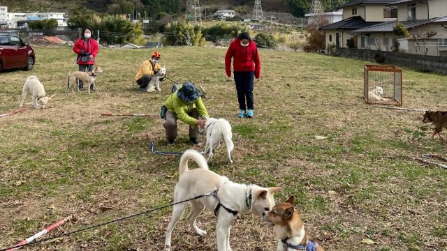 保護犬猫の新しい飼い主探し