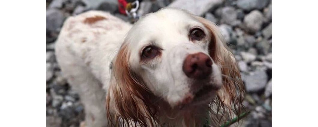 モノドネ登録団体のご紹介Vol.31 _ GUNDOG RESCUE CACI